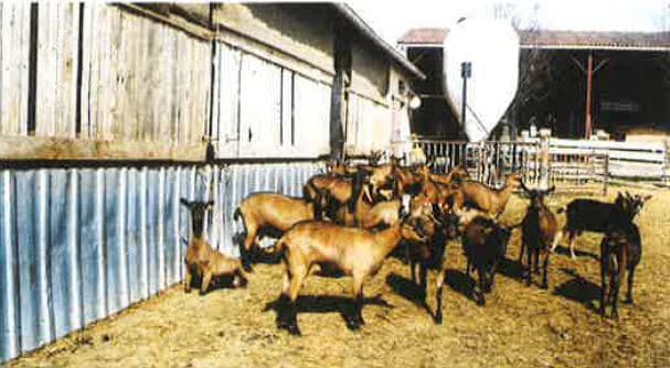 Traitement biologique des effluents de fromagerie